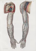 Planche 61 - Veines superficielles du membre thoracique - Traité complet de l'anatomie de l'homme, p [...]