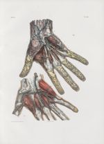Planche 62 - Veines de la main, accompagnées de leurs artères - Traité complet de l'anatomie de l'ho [...]