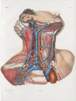 Planche 67 - Veines du cou, en rapport avec les artères - Traité complet de l'anatomie de l'homme, p [...]