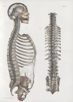 Planche 73 - Sinus veineux cérébraux et rachidiens - Traité complet de l'anatomie de l'homme, par le [...]
