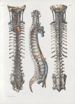 Planche 74 - Veines du rachis - Traité complet de l'anatomie de l'homme, par les Drs Bourgery et Cla [...]