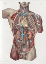 Planche 75 - Coeur et gros vaisseaux du tronc, vus dans leurs rapports - Traité complet de l'anatomi [...]