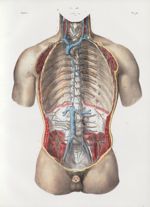 Planche 76 - Grandes veines du tronc - Traité complet de l'anatomie de l'homme, par les Drs Bourgery [...]