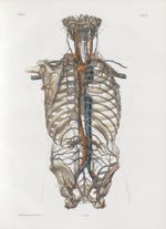Planche 77 - Ensemble des artères et des veines du tronc sur le squelette, vu par la face postérieur [...]