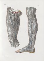 Planche 78 - Lymphatiques superficiels du membre abdominal - Traité complet de l'anatomie de l'homme [...]