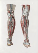 Planche 79 - Vaisseaux et ganglions lymphatiques profonds de la jambe - Traité complet de l'anatomie [...]