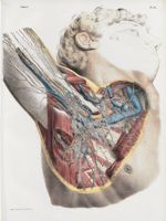 Planche 85 - Vaisseaux et ganglions lymphatiques de l'aisselle - Traité complet de l'anatomie de l'h [...]