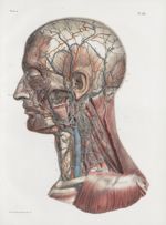 Planche 86 - Vaisseaux et ganglions lymphatiques de la face et du cou - Traité complet de l'anatomie [...]