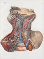 Planche 87 - Vaisseaux et ganglions lymphatiques du cou - Traité complet de l'anatomie de l'homme, p [...]
