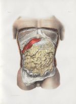 Planche 2 - Ensemble des organes abdominaux - Epiploon gastro-colique - Traité complet de l'anatomie [...]