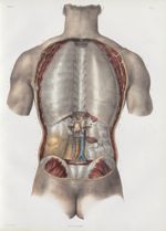 Planche 5 - Enveloppes viscérales des cavités thoracique et abdominale - Plan postérieur. - Première [...]