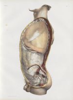 Planche 11 - Enveloppes viscérales des cavités thoracique et abdominale - Plan latéral gauche - Trai [...]