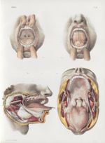 Planche 14 - Cavité buccale - Traité complet de l'anatomie de l'homme, par les Drs Bourgery et Claud [...]