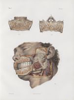 Planche 14 bis - Appareil salivaire - Traité complet de l'anatomie de l'homme, par les Drs Bourgery  [...]