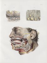 Planche 14 ter - Appareil salivaire - Anatomie microscopique - Traité complet de l'anatomie de l'hom [...]
