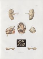 Planche 14 4 - Ensemble de toutes les glandes salivaires - Traité complet de l'anatomie de l'homme,  [...]