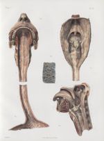 Planche 16 - Pharynx et oesophage - Traité complet de l'anatomie de l'homme, par les Drs Bourgery et [...]