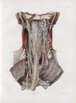 Planche 16 bis - Nerfs du pharynx et de l'oesophage - Traité complet de l'anatomie de l'homme, par l [...]