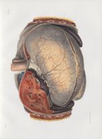 Planche 18 - Estomac vu par son plan antérieur - Traité complet de l'anatomie de l'homme, par les Dr [...]