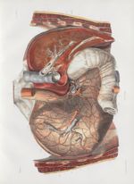 Planche 20 bis - Artères et veines de l'estomac - Plan postérieur - Traité complet de l'anatomie de  [...]