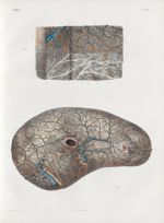 Planche 21 - Vaisseaux et glandes lymphatiques de l'estomac et anatomie microscopique de ses membran [...]