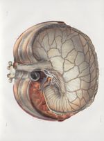 Planche 22 - Nerfs de l'estomac - Plan antérieur - Traité complet de l'anatomie de l'homme, par les  [...]