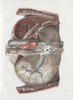 Planche 22 bis - Nerfs de l'estomac - Plan postérieur - Traité complet de l'anatomie de l'homme, par [...]