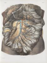 Planche 27 - Vaisseaux sanguins de l'intestin grêle - Traité complet de l'anatomie de l'homme, par l [...]
