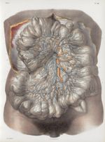Planche 28 - Vaisseaux lymphatiques et chylifères de l'intestin grêle - Traité complet de l'anatomie [...]