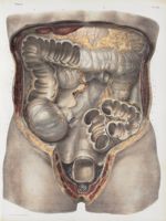 Planche 30 - Ensemble du gros intestin - Traité complet de l'anatomie de l'homme, par les Drs Bourge [...]