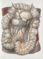 Planche 31 - Artères et veines du gros intestin - Traité complet de l'anatomie de l'homme, par les D [...]