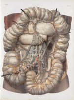 Planche 32 - Vaisseaux lymphatiques du gros intestin - Traité complet de l'anatomie de l'homme, par  [...]