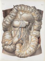Planche 33 - Nerfs du gros intestin - Traité complet de l'anatomie de l'homme, par les Drs Bourgery  [...]
