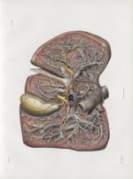 Planche 38 - Vaisseaux du foie - Foie disséqué, vu par sa face concave - Traité complet de l'anatomi [...]
