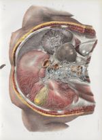 Planche 40 - Vaisseaux lymphatiques du foie, de la rate et des reins - Traité complet de l'anatomie  [...]