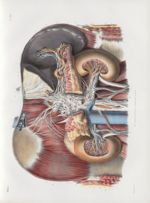 Planche 48 - Vue d'ensemble des nerfs des reins, du pancréas et de la rate - Traité complet de l'ana [...]