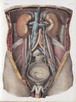 Planche 52 - Ensemble de l'appareil urinaire - Traité complet de l'anatomie de l'homme, par les Drs  [...]