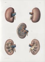 Planche 53 - Rein - Traité complet de l'anatomie de l'homme, par les Drs Bourgery et Claude Bernard  [...]