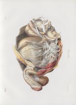 Planche 57 - Amas ganglionnaire pelvien - Nerfs dans la vessie, du rectum, et du pénis dans l'homme  [...]