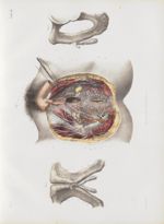 Planche 61 - Vue d'ensemble des vaisseaux et nerfs des organes génitaux externes chez la femme - Tra [...]