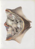 Planche 63 - Ensemble des organes génitaux de la femme - Utérus, vessie et rectum, vus par le plan a [...]