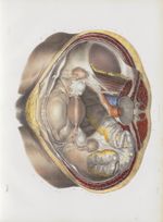 Planche 64 - Ensemble des organes génitaux de la femme - Les mêmes organes vus par le plan supérieur [...]