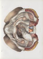 Planche 65 - Ensemble des organes génitaux de la femme - La vue des organes est la même. Mais la ves [...]