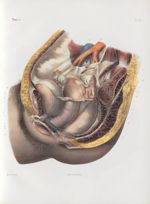 Planche 66 - Ensemble des organes génitaux et urinaires de la femme vus sur le profil - Vessie, rect [...]