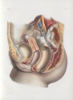 Planche 67 - Ensemble des organes génitaux et urinaires de la femme vus sur le profil - Les mêmes or [...]