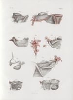 Planche 72 - Trompes de l'utérus et corps de Rosenmüller chez l'homme et chez la femme - Traité comp [...]