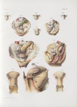 Planche 75 bis - Utérus aux différents âges - Traité complet de l'anatomie de l'homme, par les Drs B [...]