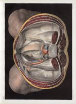Planche 4 - Anatomie chirurgicale. Intérieur de la cavité du bassin - Traité complet de l'anatomie d [...]