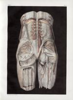 Planche 5 - Anatomie chirurgicale. Loges musculaires, aponévroses, vaisseaux et nerfs des régions lo [...]