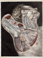 Planche 6 - Anatomie chirurgicale. Loges musculaires, aponévroses, vaisseaux et nerfs du cou et de l [...]